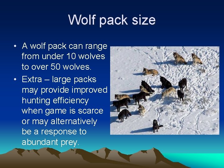 Wolf pack size • A wolf pack can range from under 10 wolves to