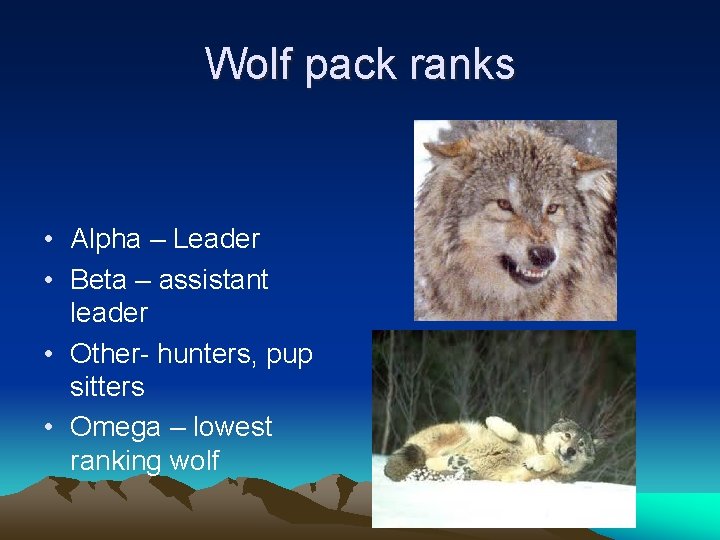 Wolf pack ranks • Alpha – Leader • Beta – assistant leader • Other-