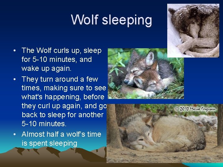 Wolf sleeping • The Wolf curls up, sleep for 5 -10 minutes, and wake