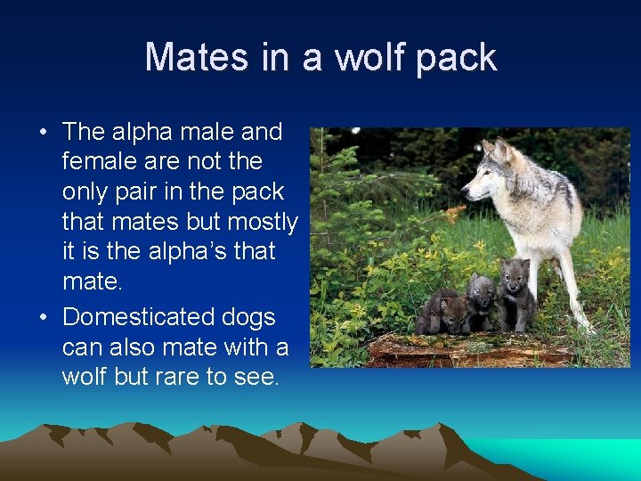 Mates in a wolf pack • The alpha male and female are not the