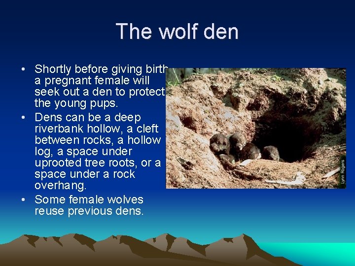 The wolf den • Shortly before giving birth, a pregnant female will seek out