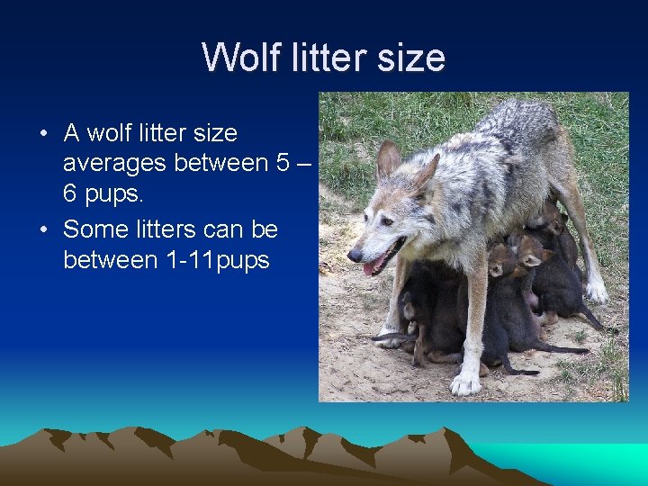 Wolf litter size • A wolf litter size averages between 5 – 6 pups.