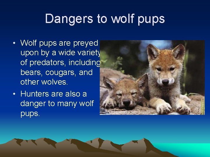 Dangers to wolf pups • Wolf pups are preyed upon by a wide variety