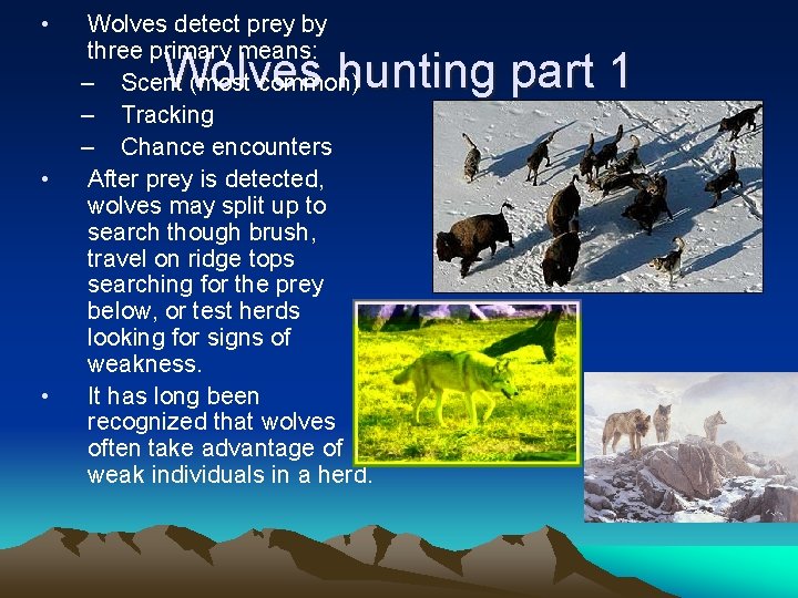  • Wolves detect prey by three primary means: – Scent (most common) –