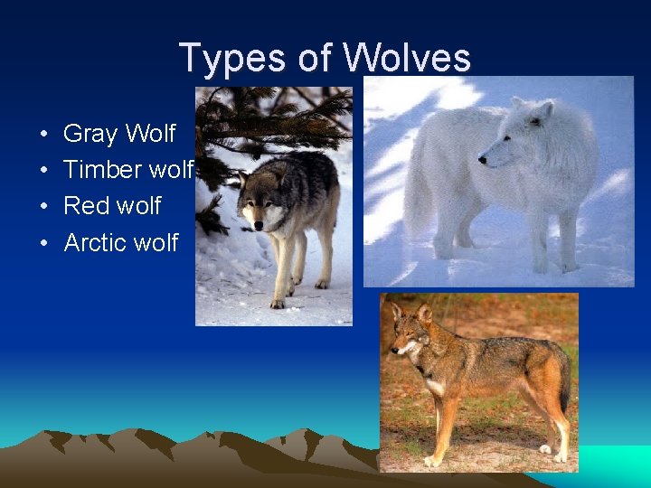 Types of Wolves • • Gray Wolf Timber wolf Red wolf Arctic wolf 