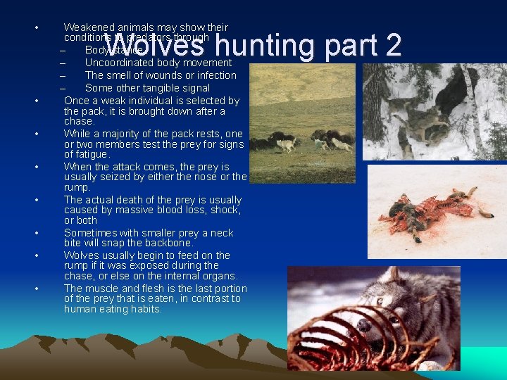  • • Weakened animals may show their conditions to predators through – Body