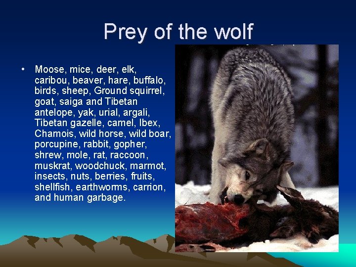 Prey of the wolf • Moose, mice, deer, elk, caribou, beaver, hare, buffalo, birds,