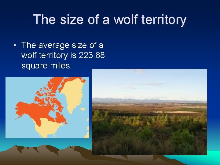 The size of a wolf territory • The average size of a wolf territory