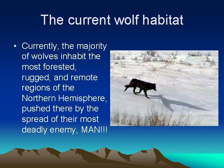 The current wolf habitat • Currently, the majority of wolves inhabit the most forested,
