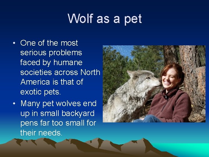 Wolf as a pet • One of the most serious problems faced by humane
