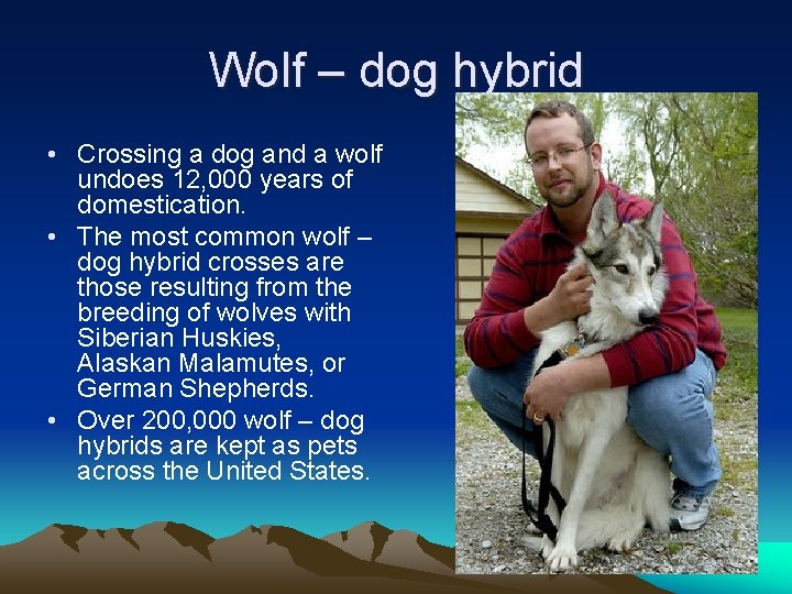Wolf – dog hybrid • Crossing a dog and a wolf undoes 12, 000