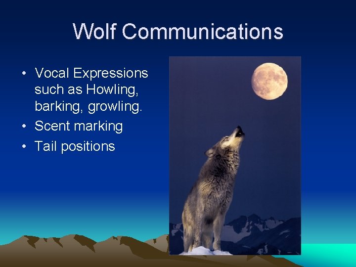 Wolf Communications • Vocal Expressions such as Howling, barking, growling. • Scent marking •