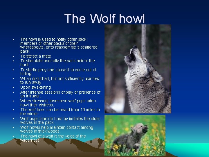 The Wolf howl • • • The howl is used to notify other pack