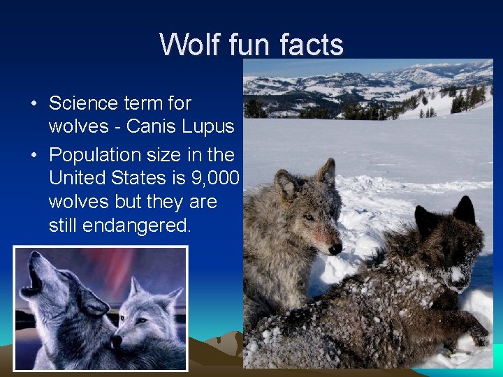 Wolf fun facts • Science term for wolves - Canis Lupus • Population size