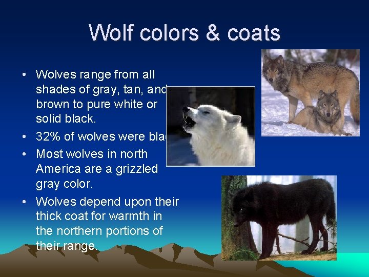 Wolf colors & coats • Wolves range from all shades of gray, tan, and