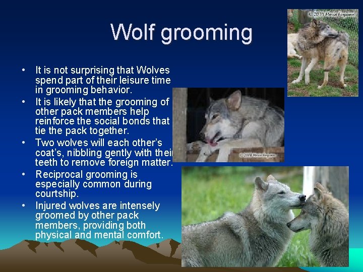 Wolf grooming • It is not surprising that Wolves spend part of their leisure