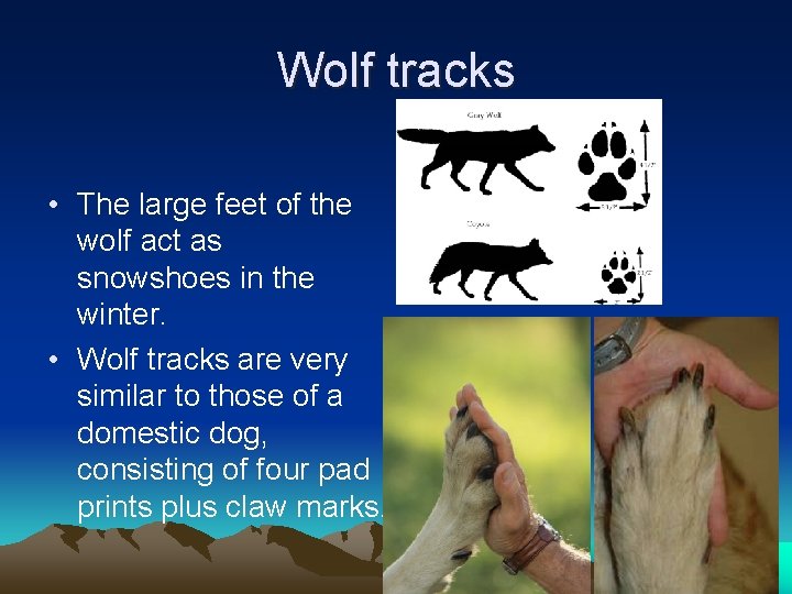 Wolf tracks • The large feet of the wolf act as snowshoes in the