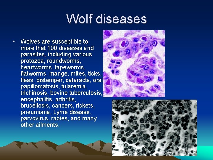Wolf diseases • Wolves are susceptible to more that 100 diseases and parasites, including