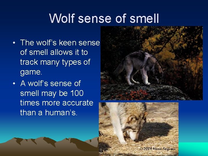 Wolf sense of smell • The wolf’s keen sense of smell allows it to