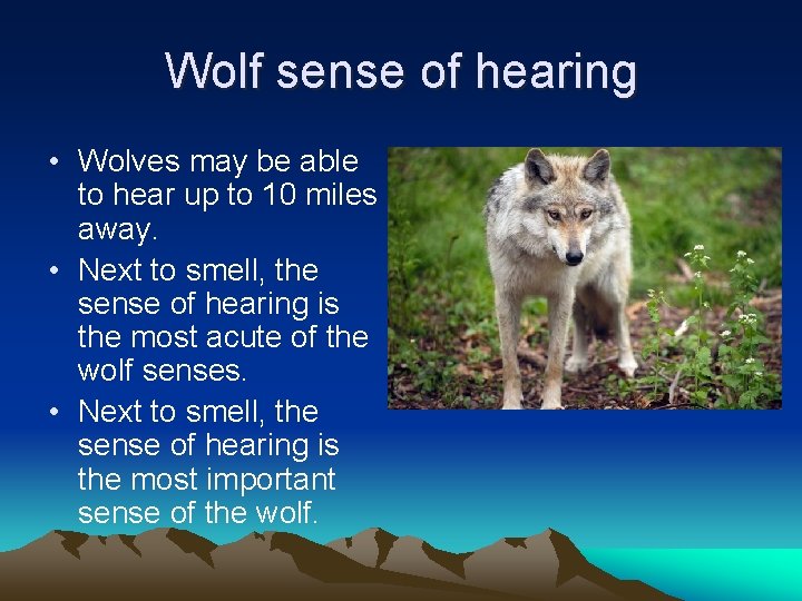 Wolf sense of hearing • Wolves may be able to hear up to 10