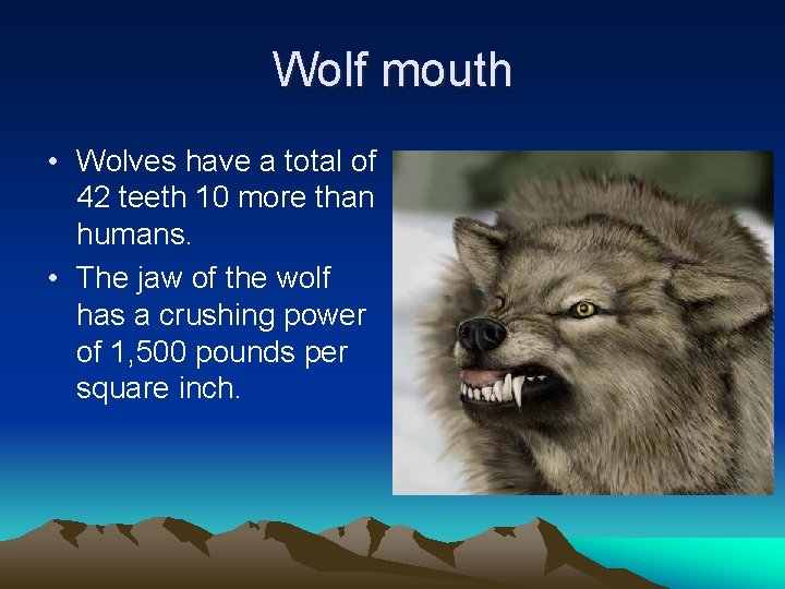 Wolf mouth • Wolves have a total of 42 teeth 10 more than humans.