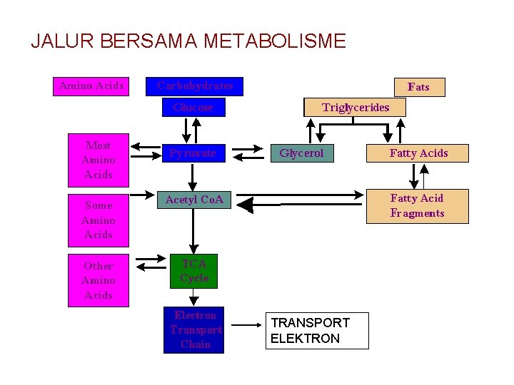 JALUR BERSAMA METABOLISME TRANSPORT ELEKTRON 