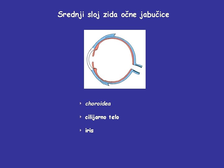 Srednji sloj zida očne jabučice choroidea cilijarno telo iris 