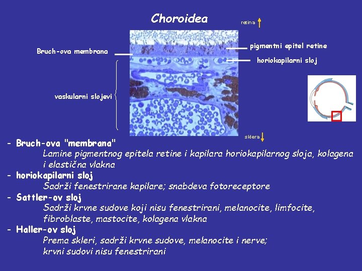 Choroidea Bruch-ova membrana retina pigmentni epitel retine horiokapilarni sloj vaskularni slojevi sklera - Bruch-ova