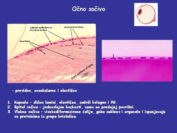 Očno sočivo - providno, avaskularno i elastično 1. Kapsula – slična lamini, elastična, sadrži