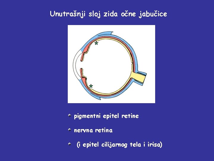 Unutrašnji sloj zida očne jabučice pigmentni epitel retine nervna retina (i epitel cilijarnog tela