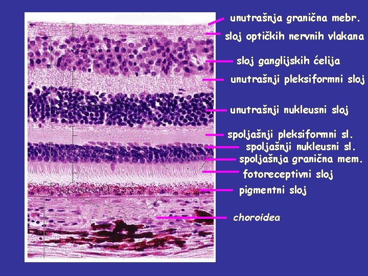 unutrašnja granična mebr. sloj optičkih nervnih vlakana sloj ganglijskih ćelija unutrašnji pleksiformni sloj unutrašnji