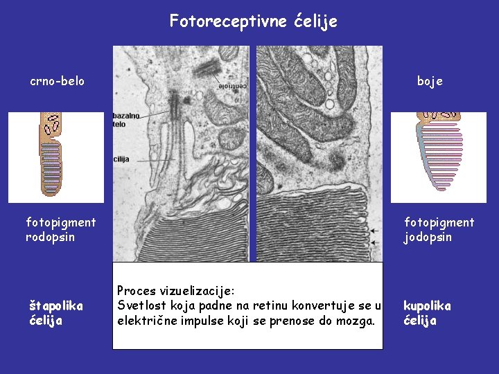 Fotoreceptivne ćelije boje crno-belo fotopigment rodopsin štapolika ćelija fotopigment jodopsin Proces vizuelizacije: Svetlost koja