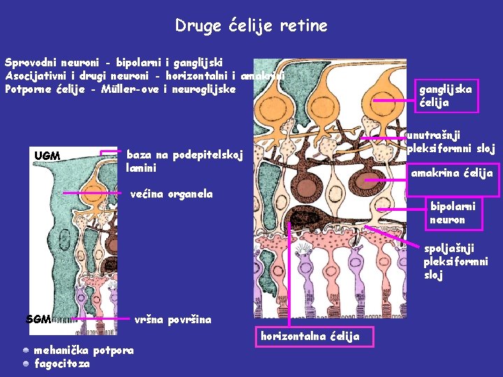 Druge ćelije retine Sprovodni neuroni - bipolarni i ganglijski Asocijativni i drugi neuroni -