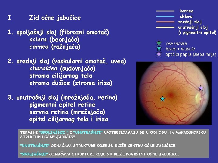 I kornea sklera srednji sloj unutrašnji sloj (i pigmentni epitel) Zid očne jabučice 1.