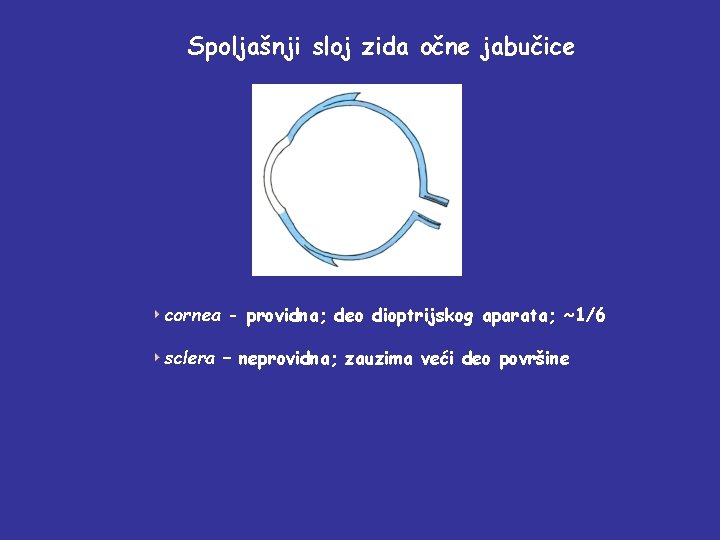 Spoljašnji sloj zida očne jabučice cornea - providna; deo dioptrijskog aparata; ~1/6 sclera –