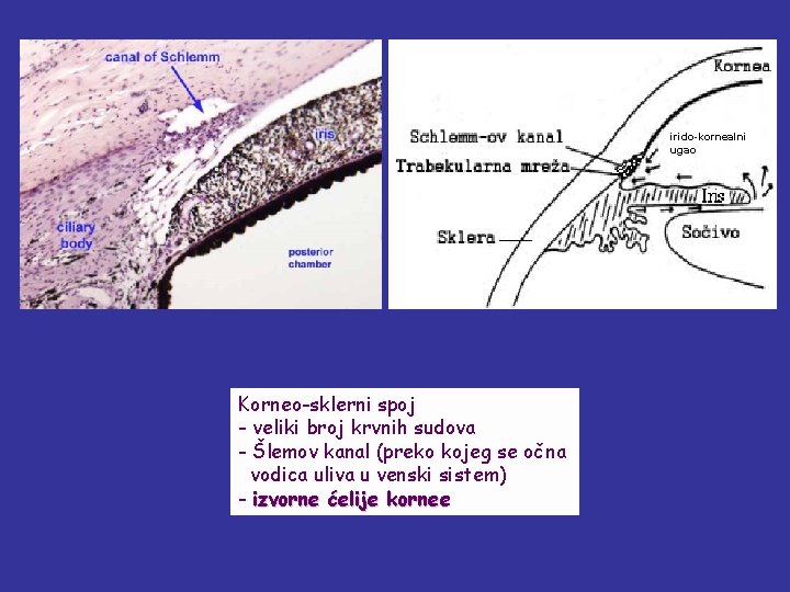 irido-kornealni ugao Korneo-sklerni spoj - veliki broj krvnih sudova - Šlemov kanal (preko kojeg