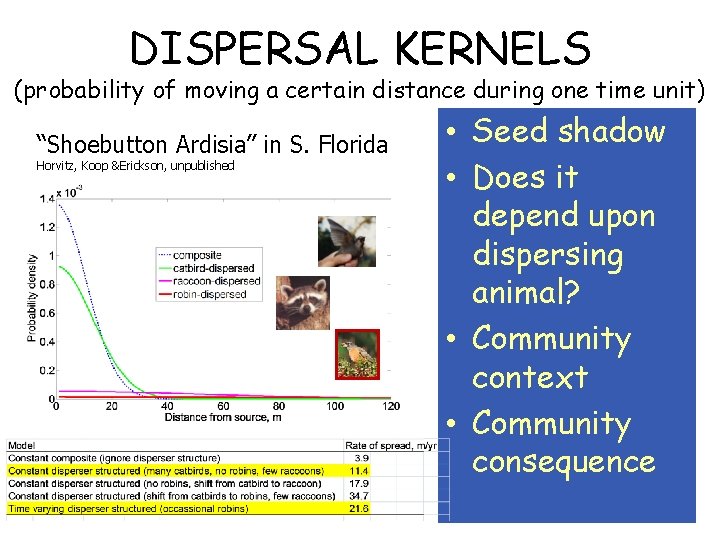 DISPERSAL KERNELS (probability of moving a certain distance during one time unit) “Shoebutton Ardisia”