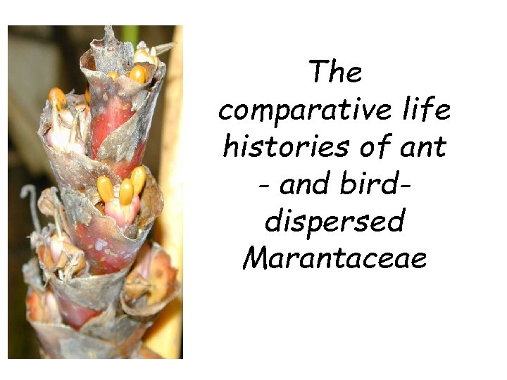 The comparative life histories of ant - and birddispersed Marantaceae 