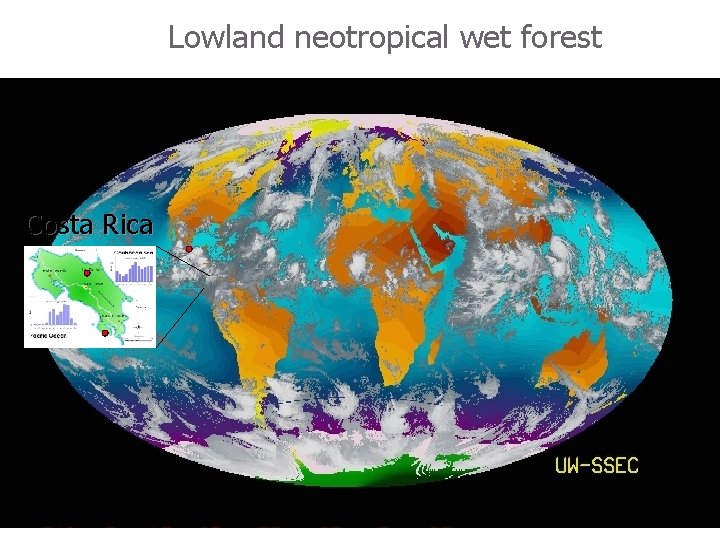 Lowland neotropical wet forest Costa Rica 