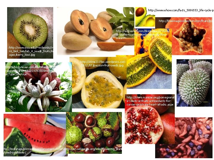 http: //www. ehow. com/facts_5886553_life-cycle-pl http: //freeimagescollection. com/fruits/pap http: //activerain. com/blogsview/372556/ ar-authentication-words-what-do-theymeanhttp: //www. esu. edu/~milewski/int