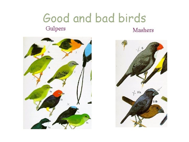 Good and bad birds Gulpers Mashers 