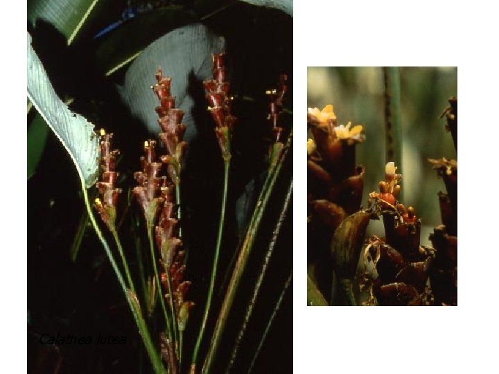 Calathea lutea 