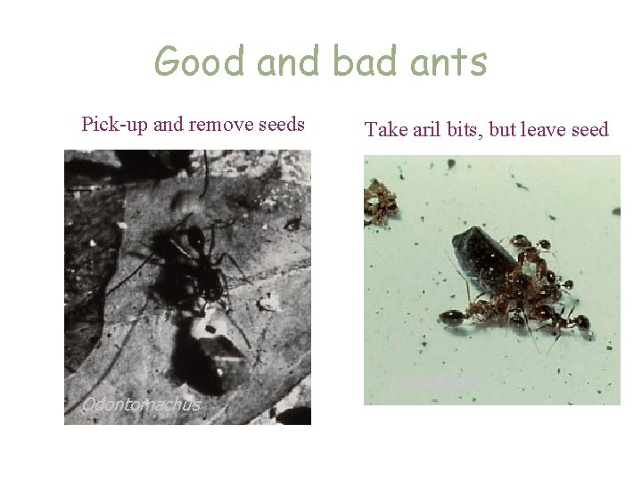 Good and bad ants Pick-up and remove seeds Odontomachus Take aril bits, but leave