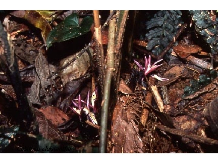 cleistantha Calathea cleistantha 