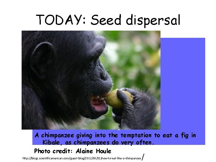 TODAY: Seed dispersal • Definitions and issues – Seeds, Fruits, Diaspores – Dispersal Syndromes