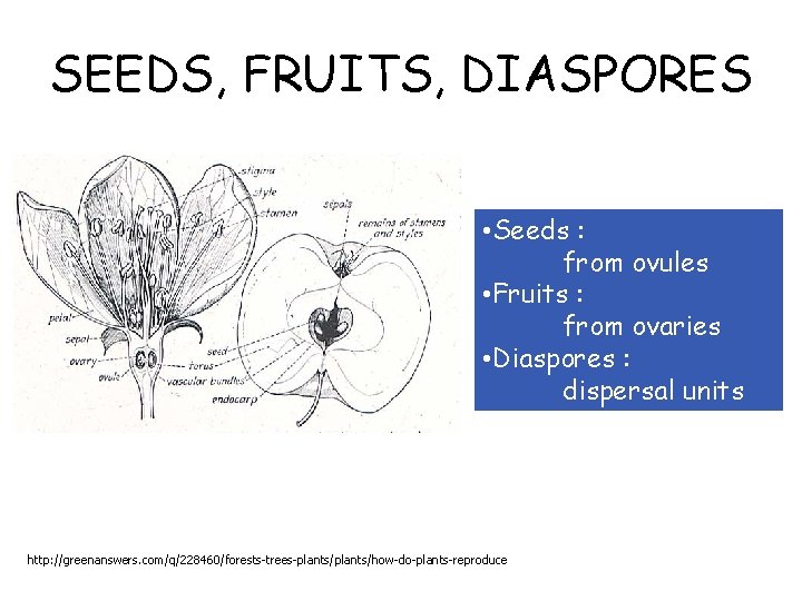 SEEDS, FRUITS, DIASPORES • Seeds : from ovules • Fruits : from ovaries •