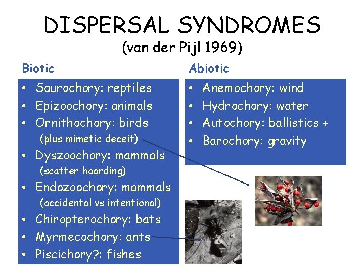 DISPERSAL SYNDROMES (van der Pijl 1969) Biotic Abiotic • Saurochory: reptiles • Epizoochory: animals