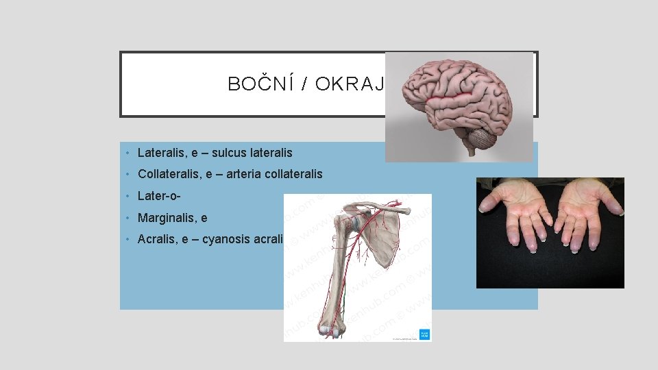 BOČNÍ / OKRAJOVÝ • Lateralis, e – sulcus lateralis • Collateralis, e – arteria