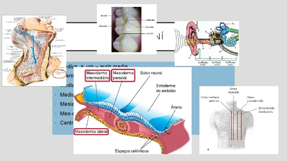 STŘEDNÍ • Medius, a, um – auris media • Intermedius, a, um • Medianus,