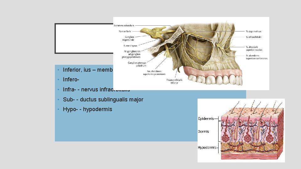 DOLNÍ / DOLE • Inferior, ius – membra inferiora • Infero- • Infra- -